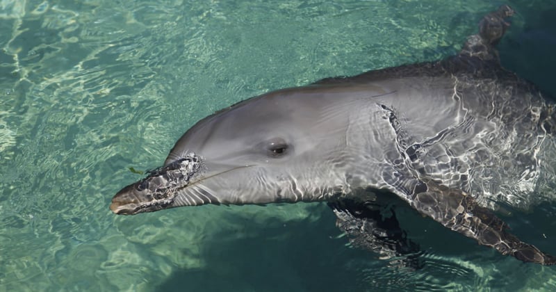 Dolphin in captivity at entertainment venue - World Animal Protection - Wildlife. Not entertainers