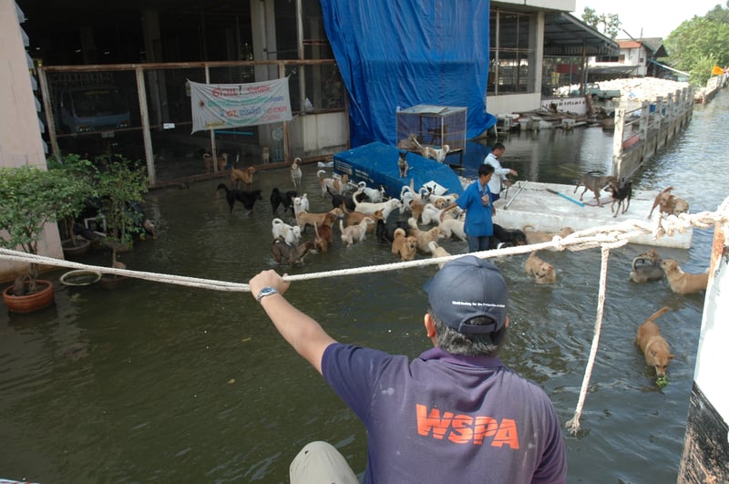 World Animal Protection