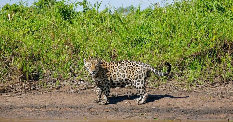 Un jaguar silvestre en Pantanal, Brasil