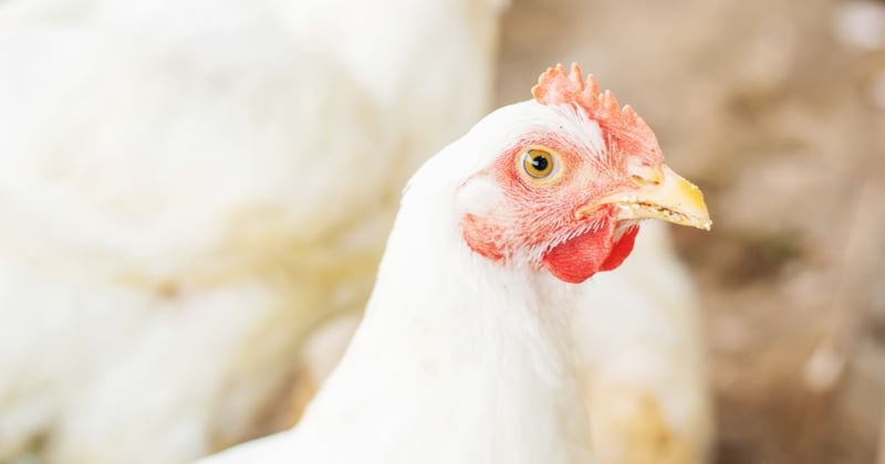 broiler chicken