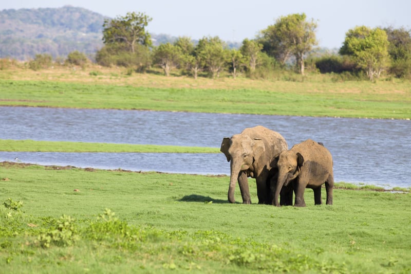 World Animal Protection