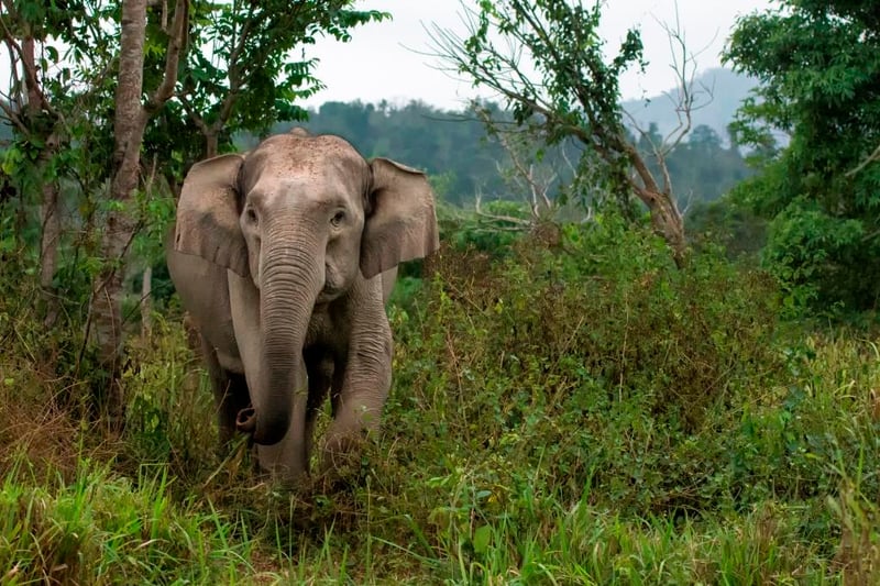Elephant