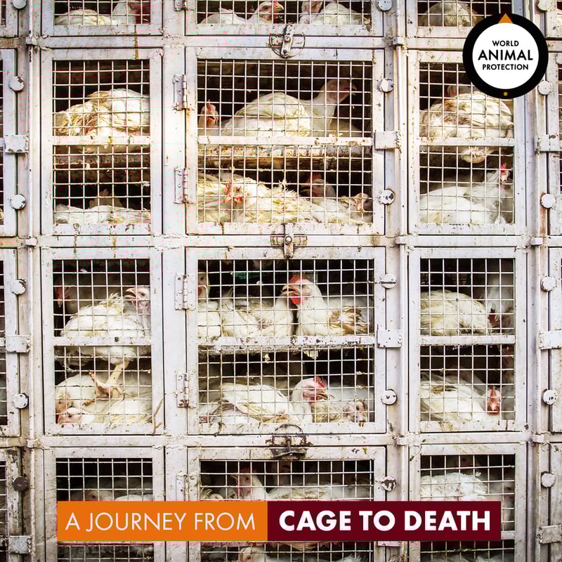journey from cage to death by world animal protection india