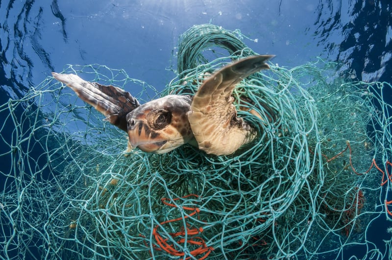 Loggerhead turtle trapped in ghost gear