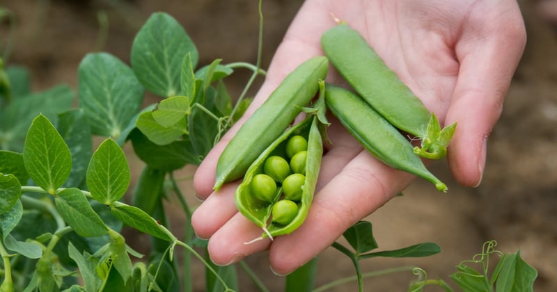 peas-plant-based-diet