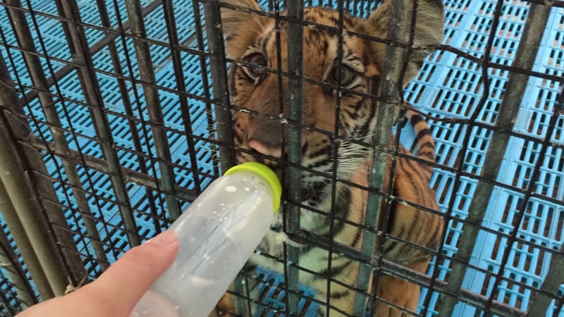 World Animal Protection