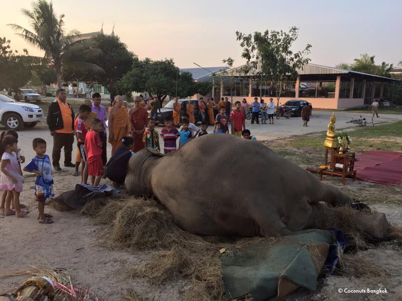 World Animal Protection Thailand