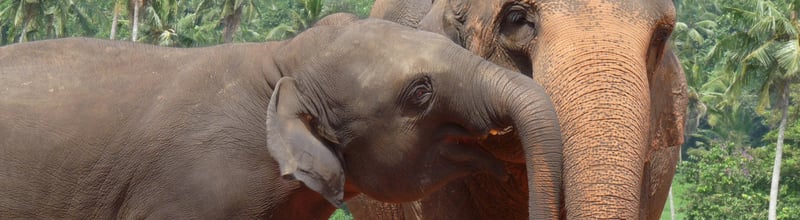 world animal protection thailand