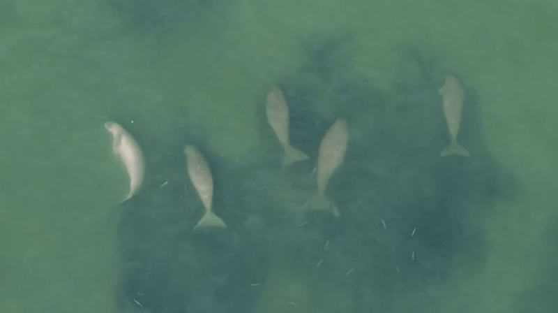 Dugong Drone1