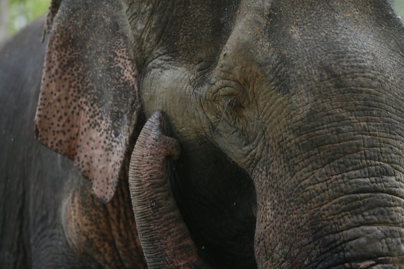 elephant high res