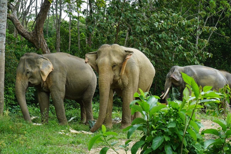 Following Giants