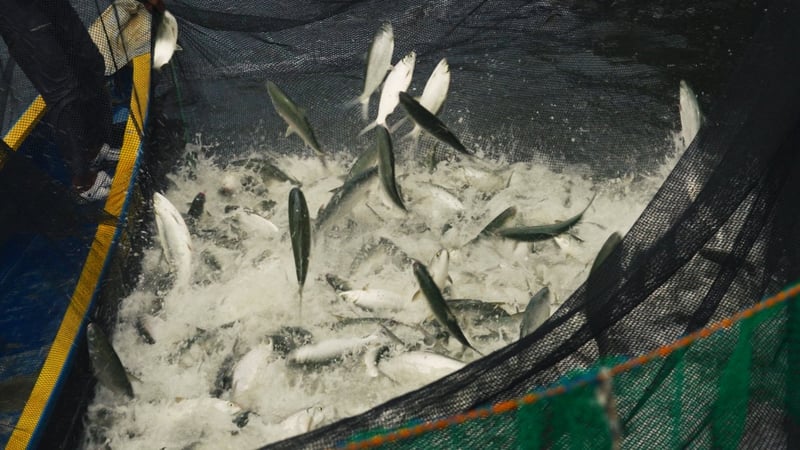 Milkfish in the net