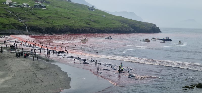 whale been killed