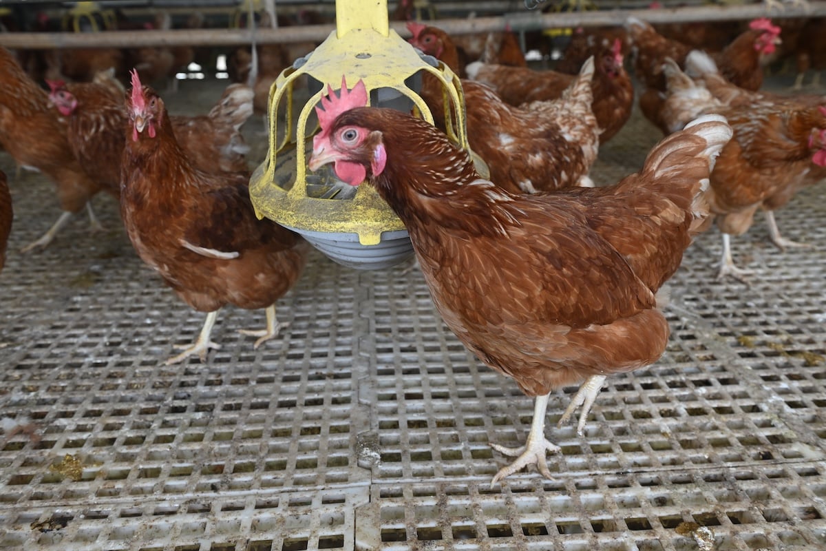 A group of chickens in a cage